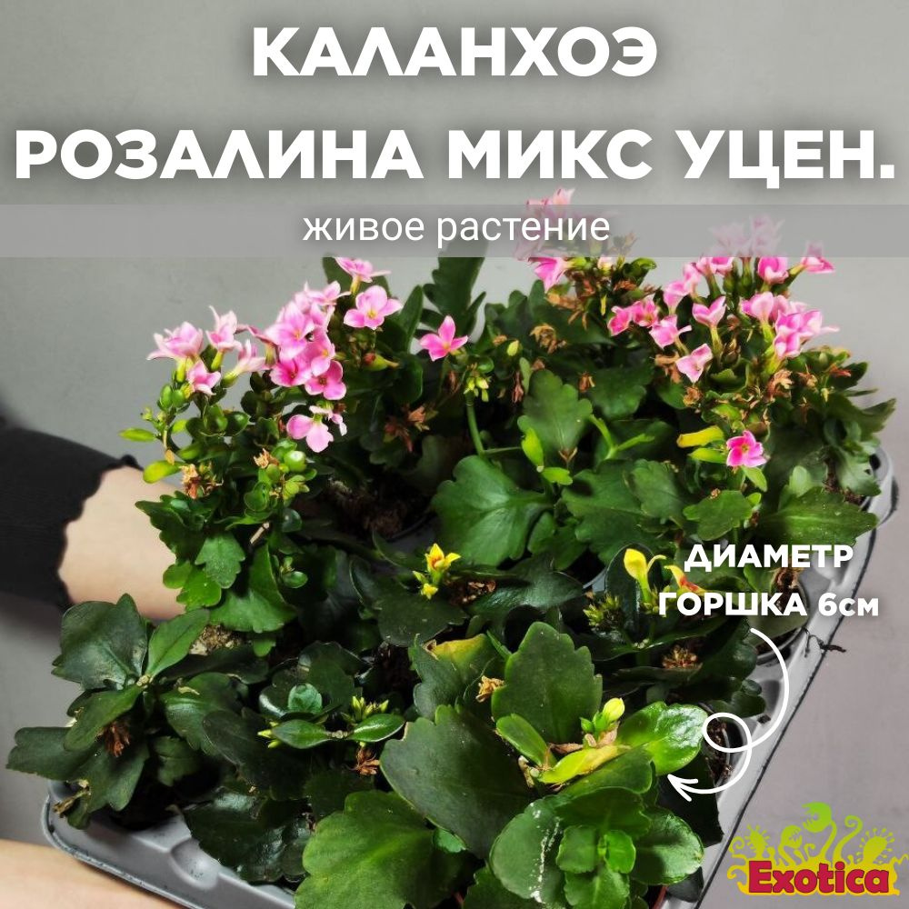 Каланхоэ Розалина МИКС (Kalanchoe Rosalina) D6см #1