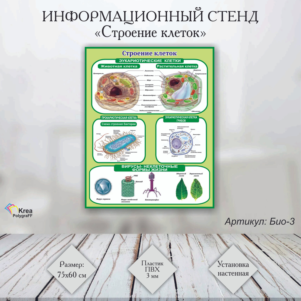 Стенд "Строение клеток " (Био-3) 75х60 см, Информационный стенд по биологии, ЭУКАРИОТИЧЕСКИЕ КЛЕТКИ  #1