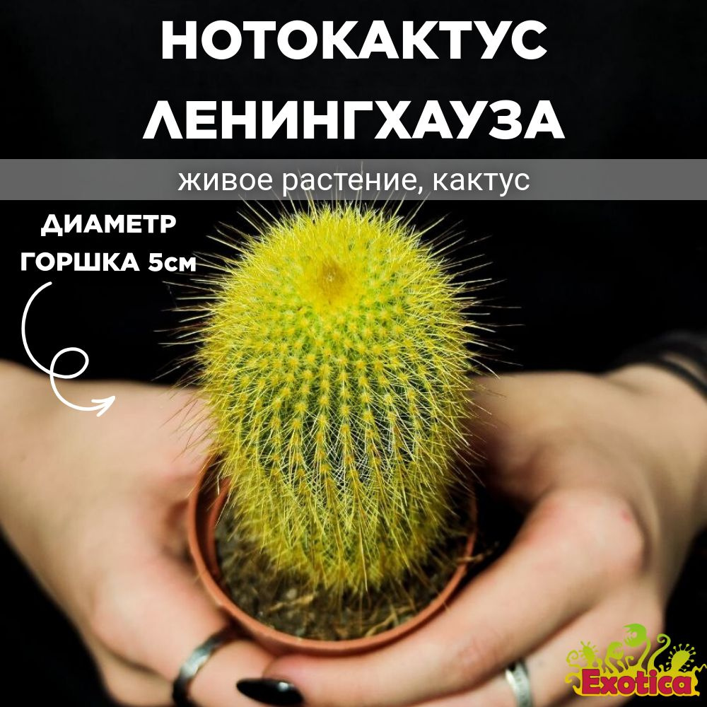 Нотокактус Ленингхауза, или Лимонный шар (Notocactus Leninghausii) D5см  #1