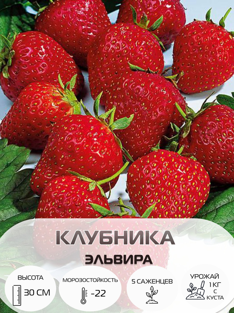 Клубника Эльвира, саженцы многолетние ягодных кустарников, крупноплодные и ремонтантные сорта  #1