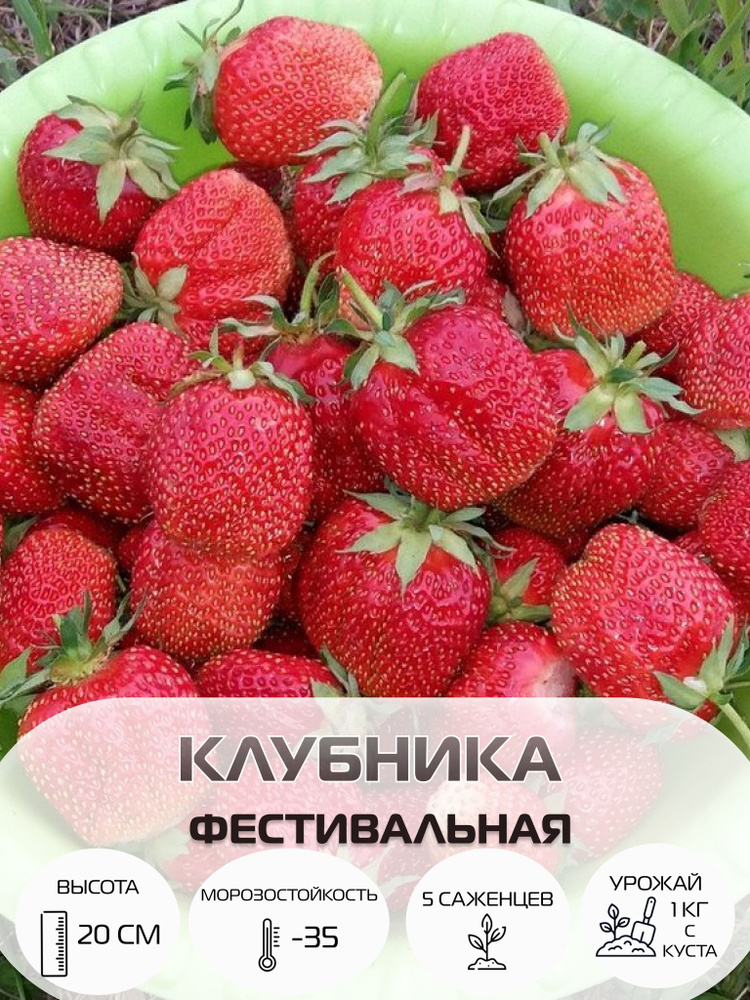 Клубника Фестивальная, саженцы многолетние ягодных кустарников, крупноплодные и ремонтантные сорта  #1