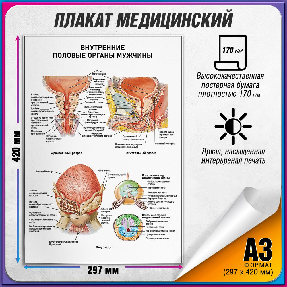 Информационный медицинский плакат "Внутренние половые органы у мужчины" / А-3 (30x42 см.)  #1