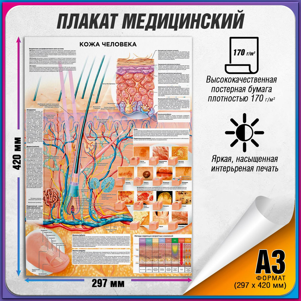 Информационный медицинский плакат "Кожа человека" / А-3 (30x42 см.)  #1