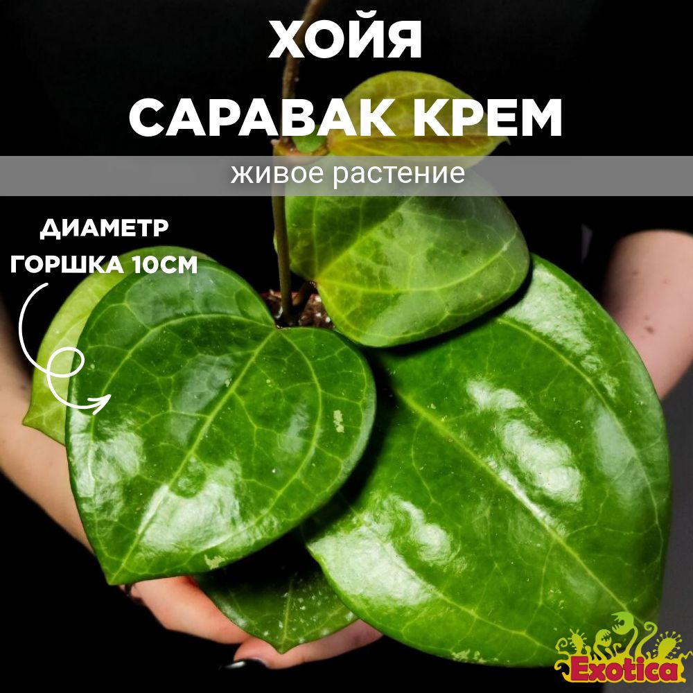 Хойя Саравак Крем (Hoya Sarawak Cream) D10см #1