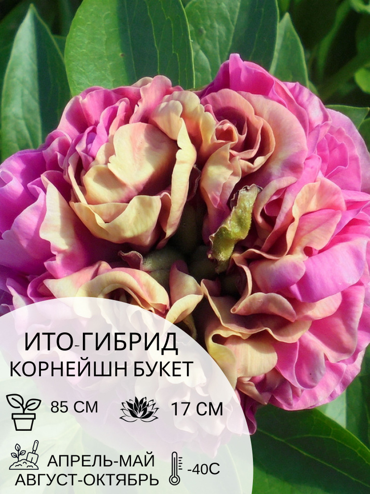 Корень пиона ито-гибрид Корнейшн Букет, многолетние цветы, саженец 1 шт  #1