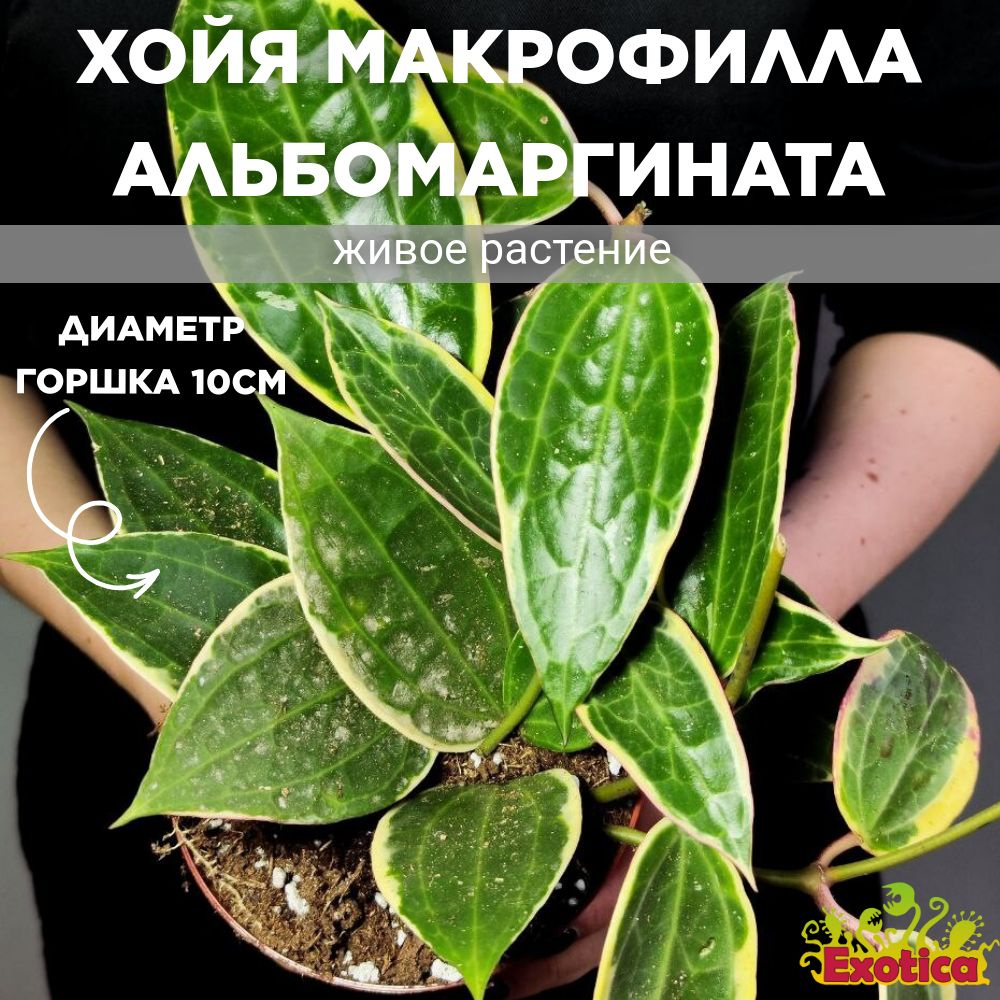 Хойя Макрофилла Альбормагината (Hoya Macrophylla Albomarginata) D10см #1