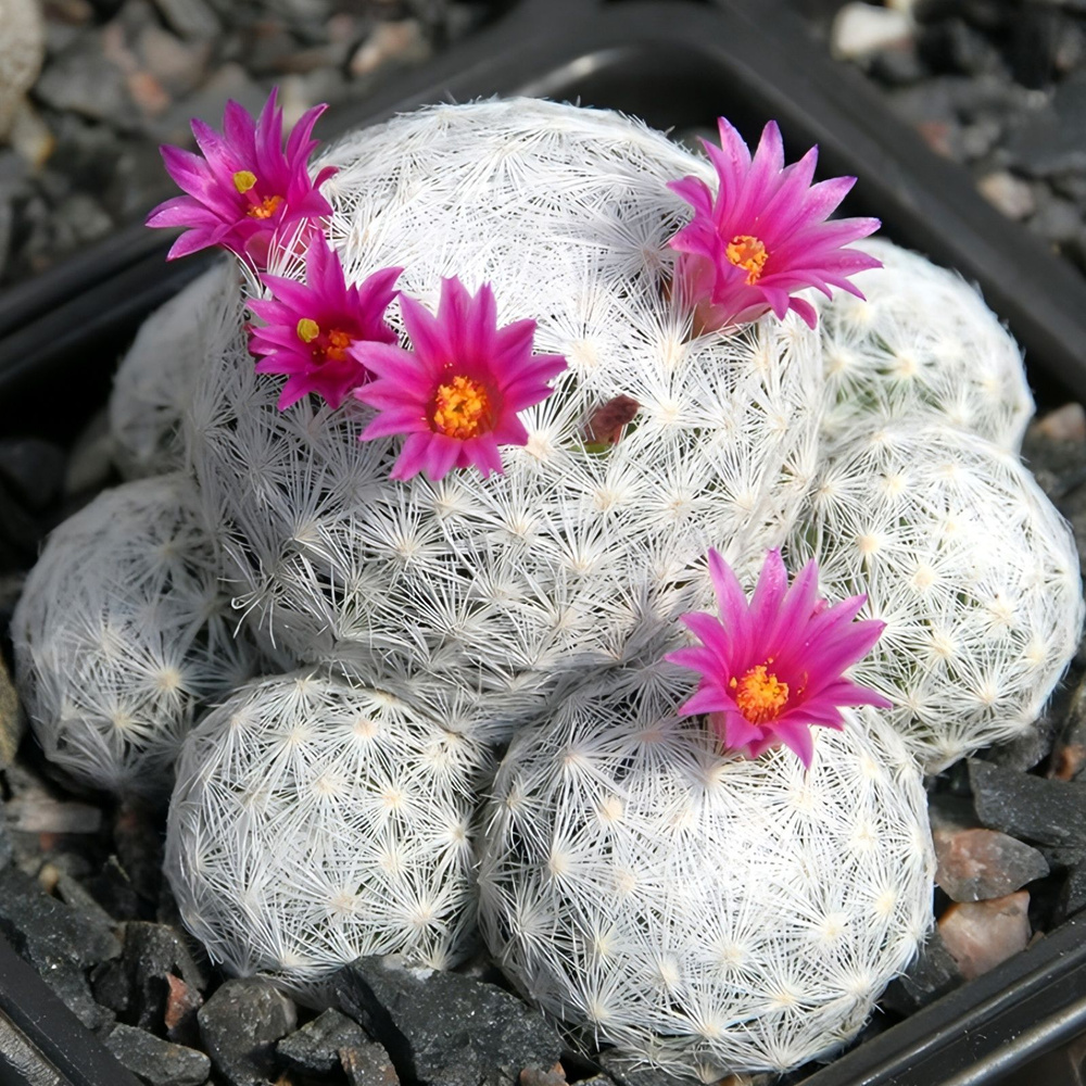 Семена, Маммиллярия Гумбольдта - Mammillaria humboldtii (10 шт.) #1