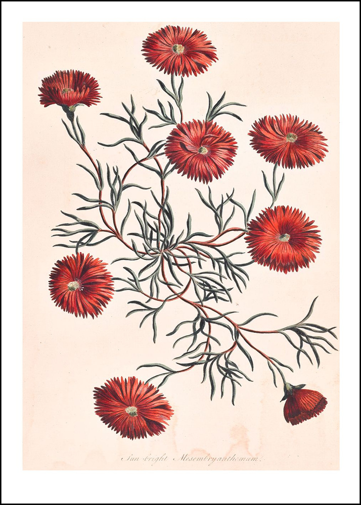 Retrographika Постер "цветы - exoticbotany016.A3", 42 см х 30 см #1