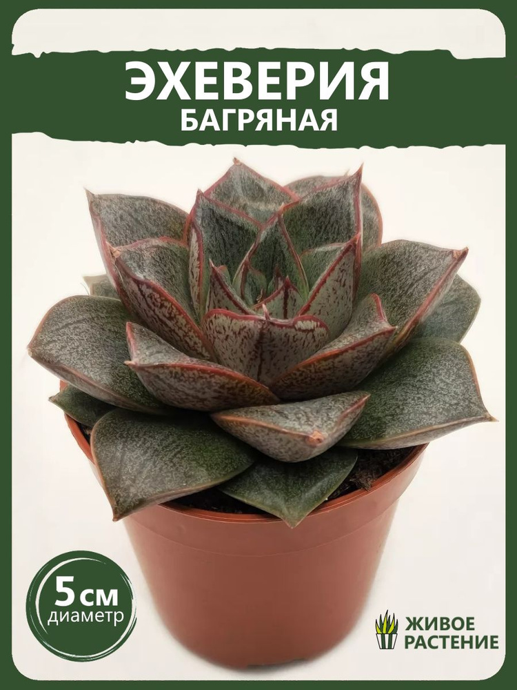 Суккулент Эхеверия Багряная, D-5 #1