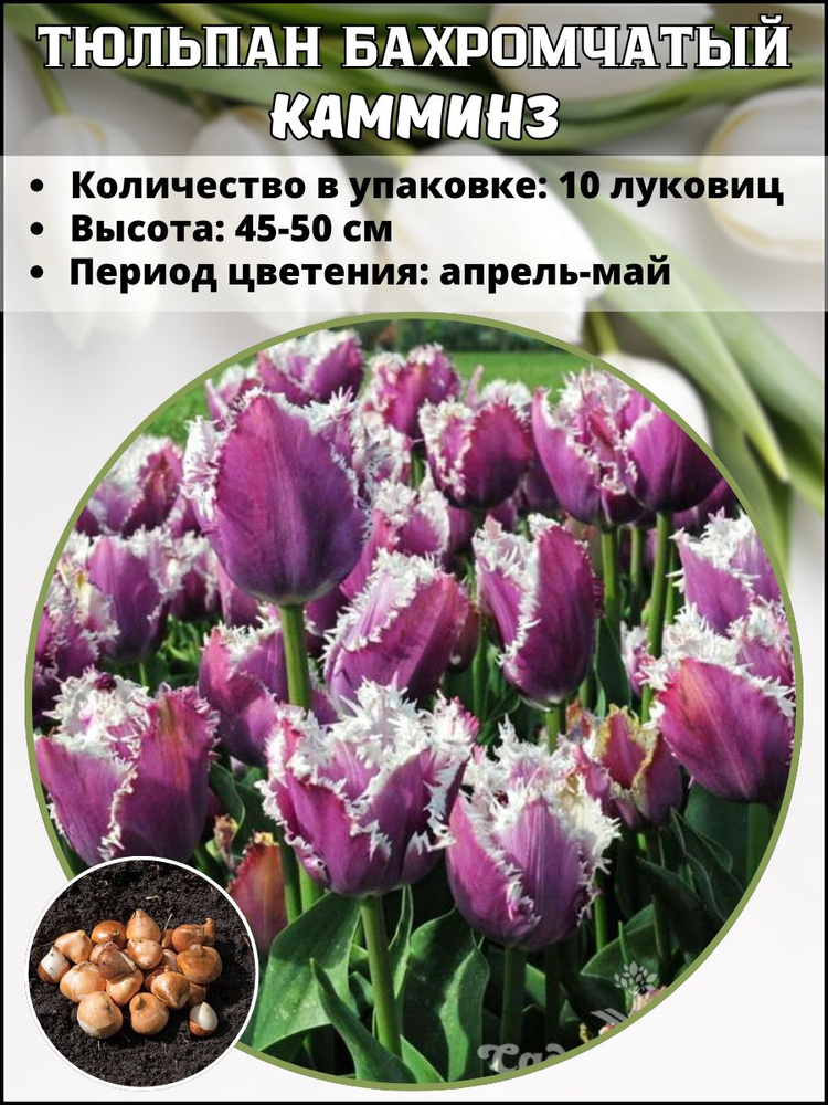 Тюльпан бахромчатый, луковицы многолетних цветов, 10 штук #1