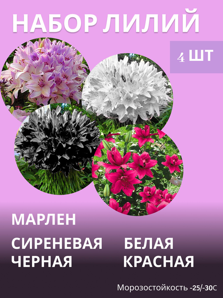 Лилия луковицы, многолетние морозостойкие цветы, сет 4 шт #1