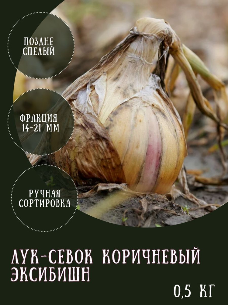 Лук-севок коричневый Эксибишн, 0,5 кг, на посадку #1