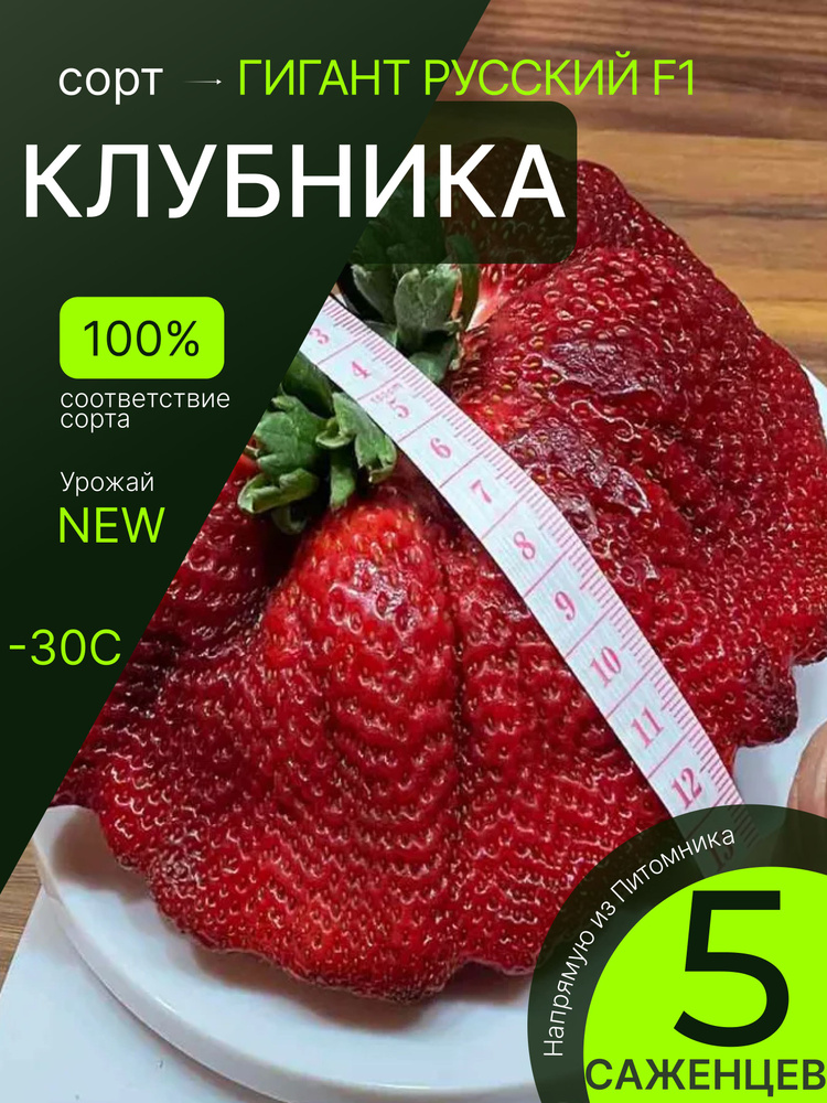 Саженцы клубники многолетней, морозостойкие ягодные кустарники #1
