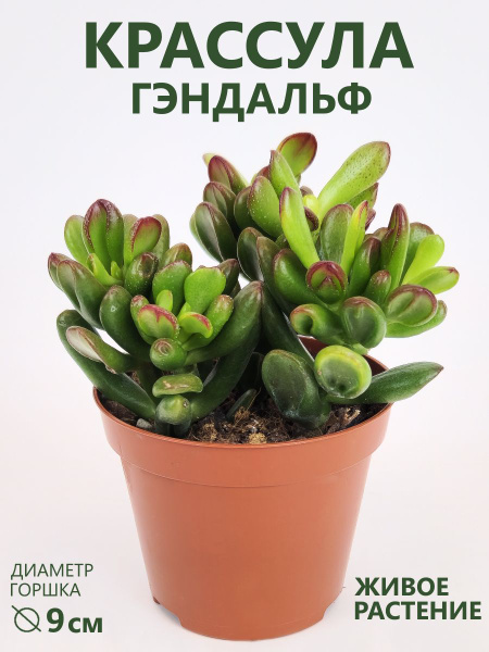 Crassula Ovata Gandalf D 9 OZON crassula-ovata-gandalf-d-9-ozon