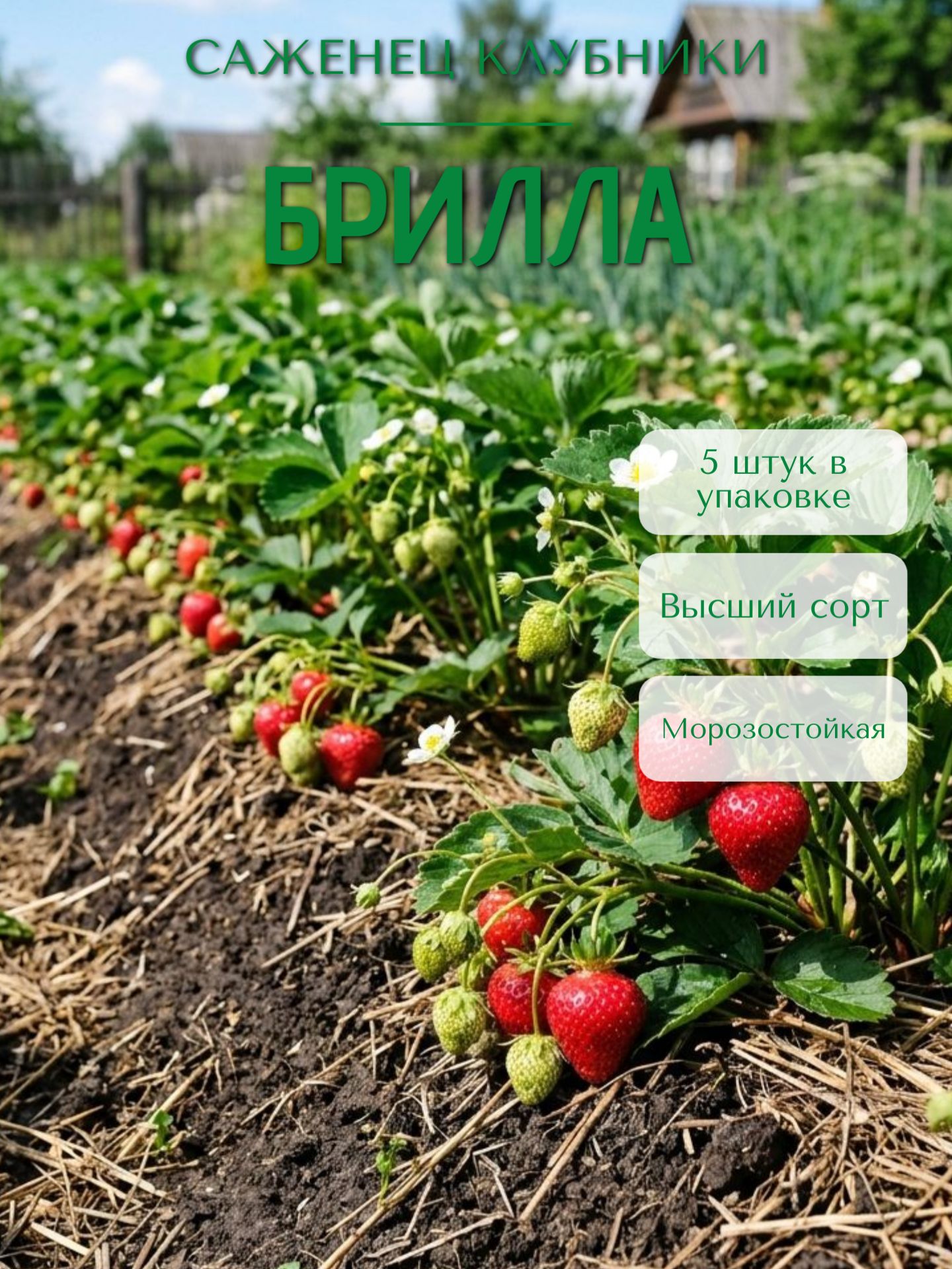 СаженецКлубникиБрилла5шт.