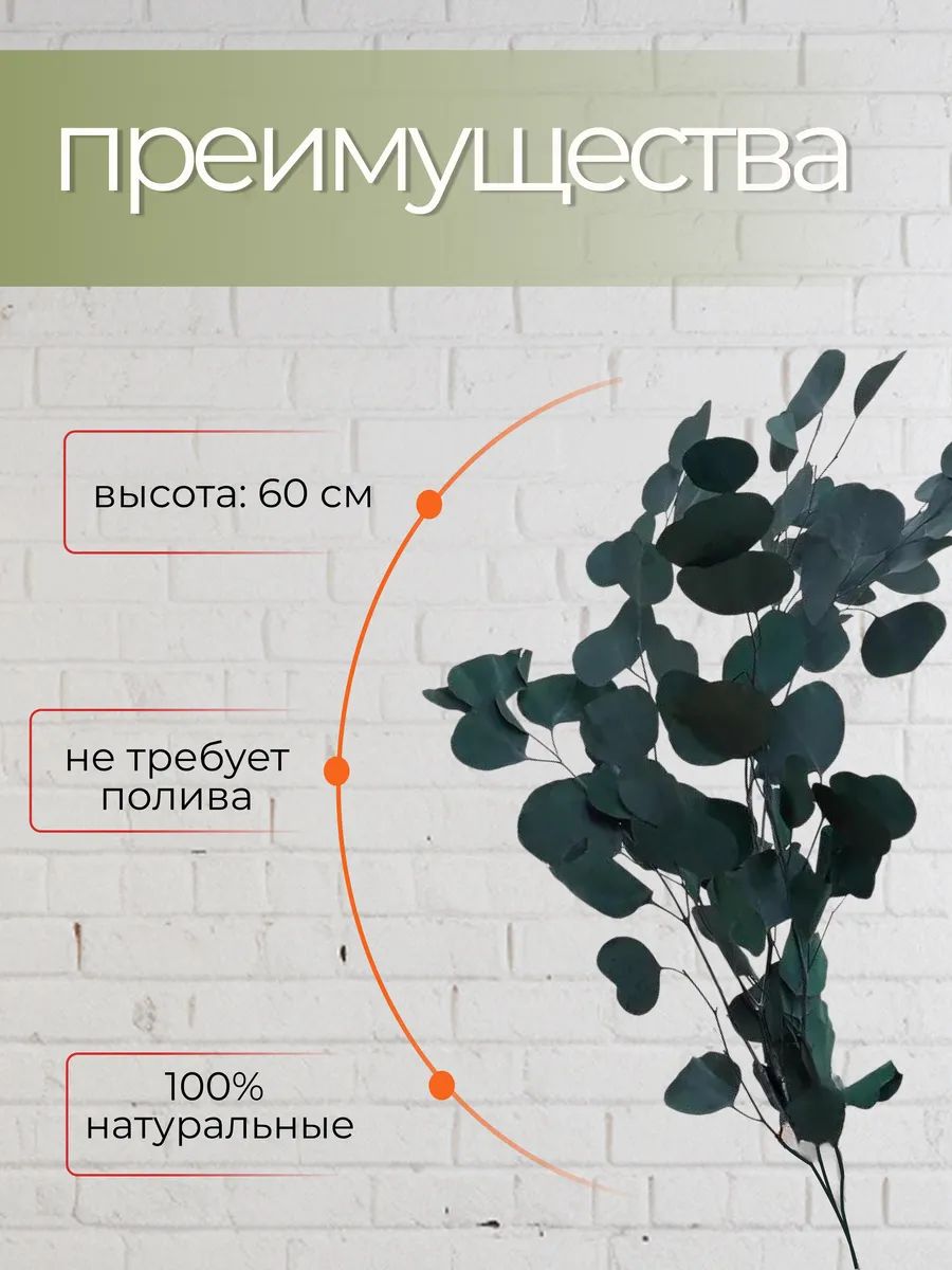 Эвкалипт парфиволия стабилизированный зеленый 60-65cm SJ-4 Китай