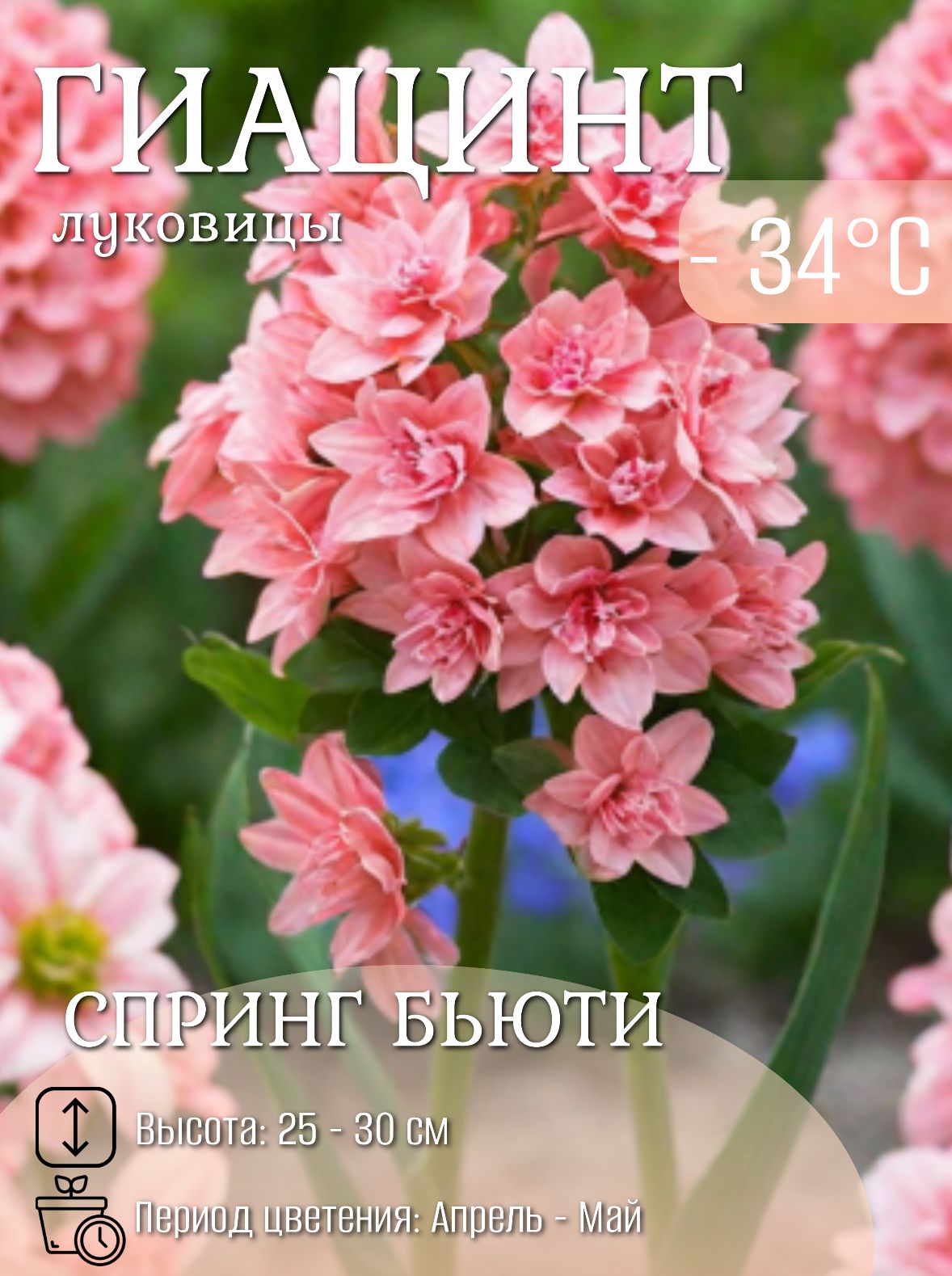 Гиацинтлуковицымноголетниецветы5шт