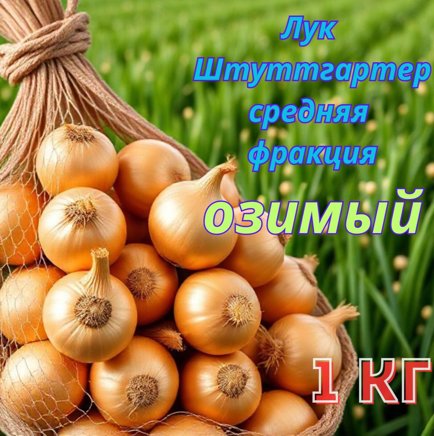 ЛуксевокозимыйсортШтутгартерРизен,напосадкуосеньюиливесной,высокоурожайный(1кг),урожай2025(Чувашия)