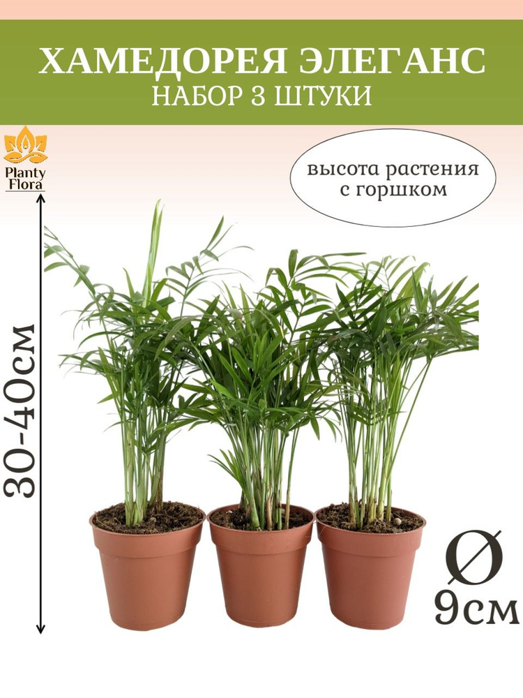Набор 3шт: Хамедорея элеганс / диаметр горшка 9см, высота 30-40см #1