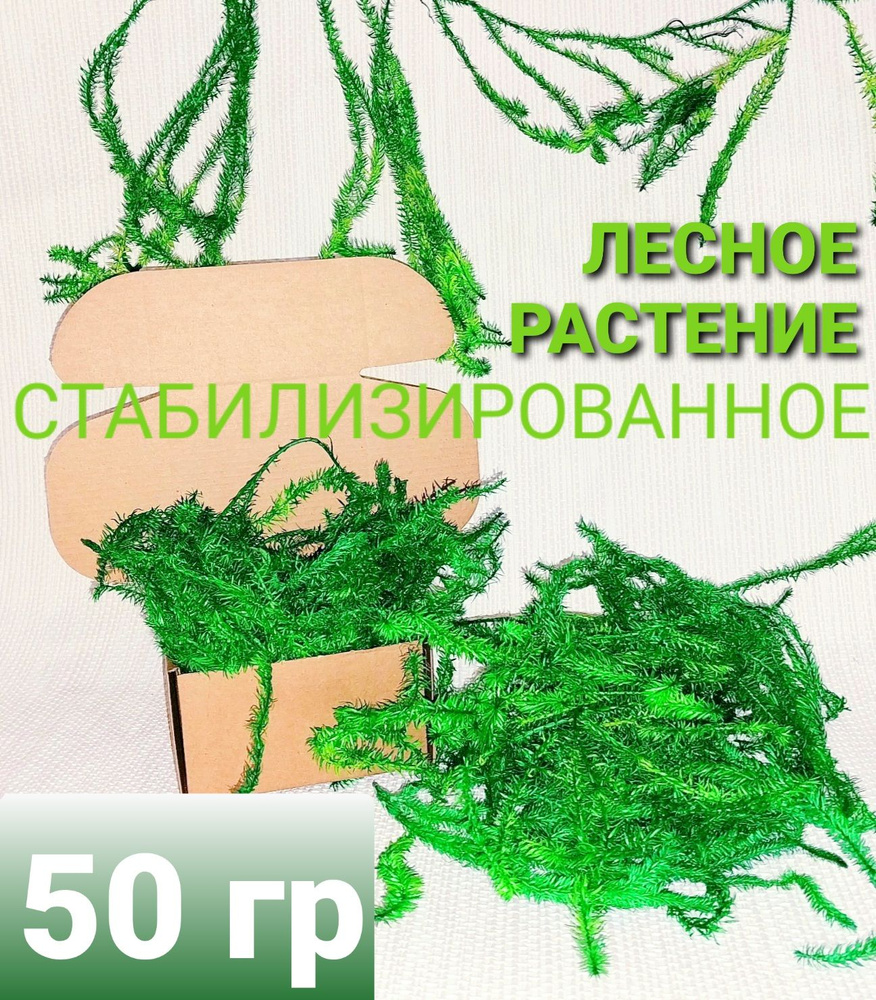 Стабилизированный мох, 50 гр #1