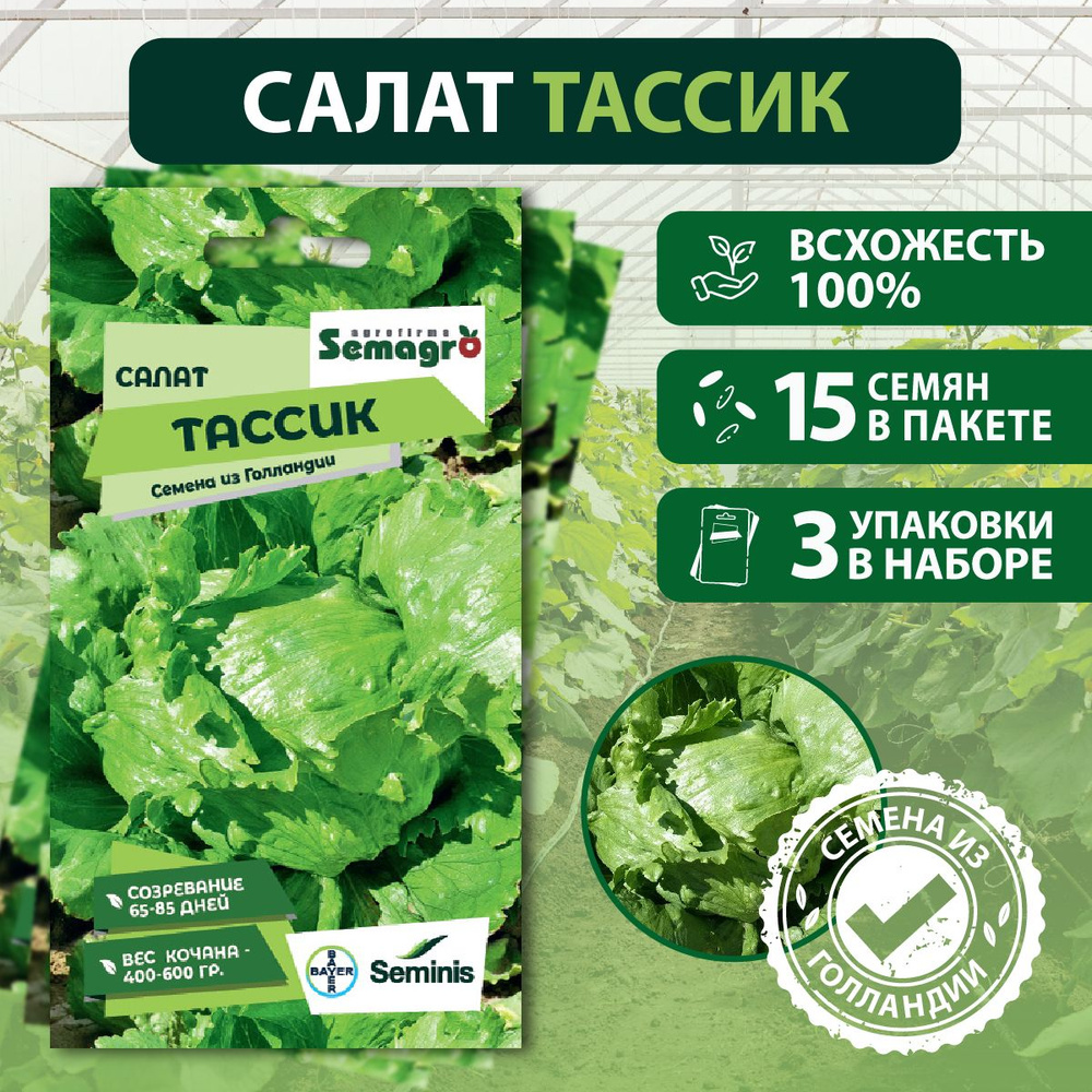 Семена салата Тассик SEMINIS, 3 пакета, (15 семян в одном пакете), Голландия