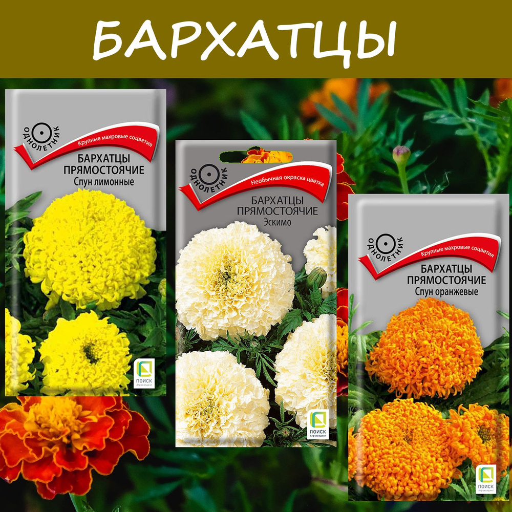 Набор семян: Бархатцы прямостоячие Спун Лимонные; Оранжевые; Эскимо, 3 упаковки, "Крупные соцветия"  #1