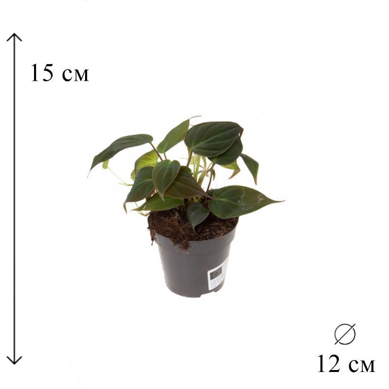 Филодендрон Сканденс Миканс D-12 см #1