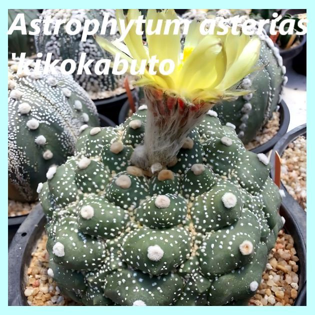 Семена кактуса - Astrophytum asterias 'kikokabuto' (5 шт.) #1