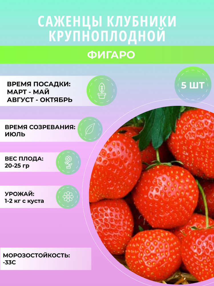 Клубника Фигаро саженцы, крупноплодная и ремонтантная, ягодные кусты 5 шт  #1