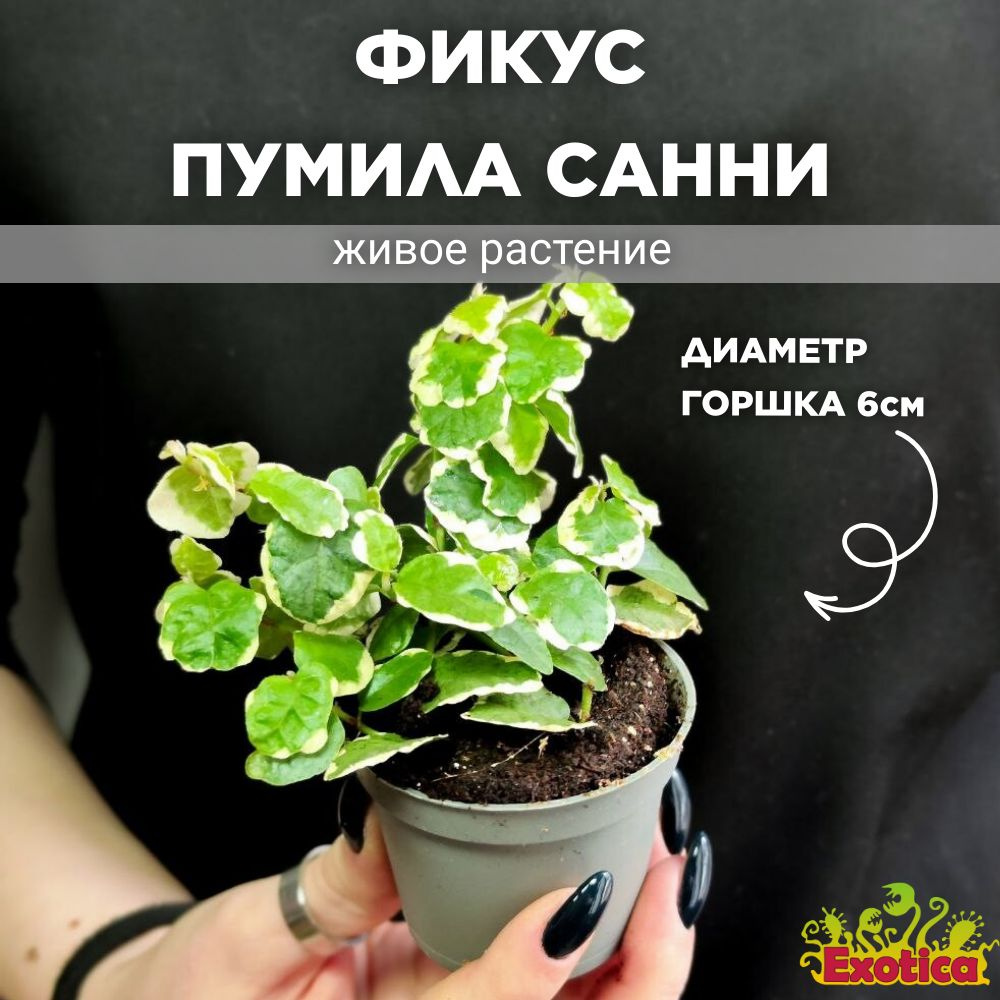 Фикус Пумила Белла Санни (Ficus Pumila Belle Sunny) D6см