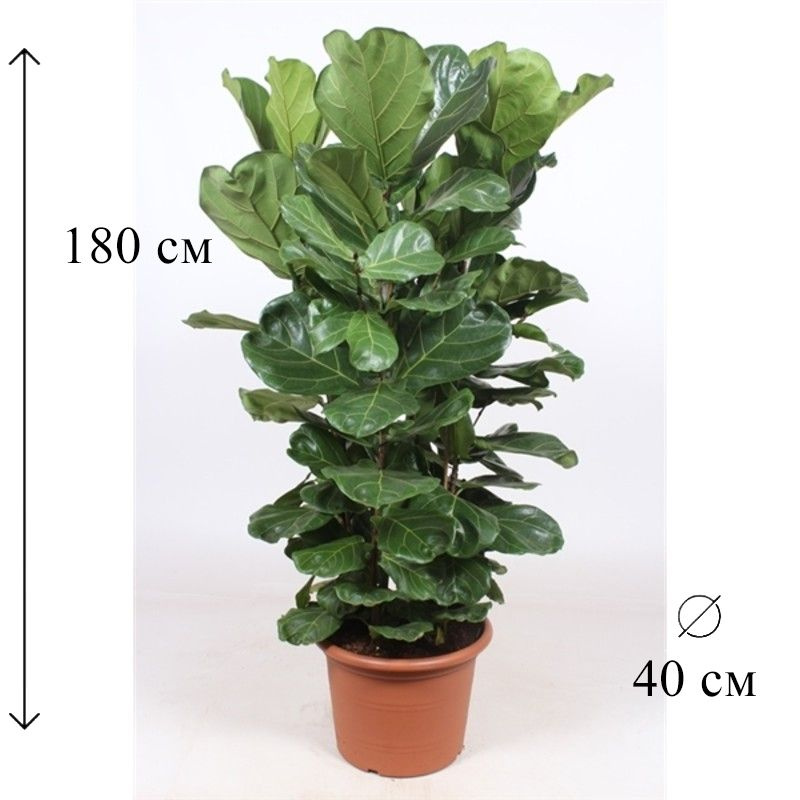 Фикус Лирата 3 ств 40/180 см #1