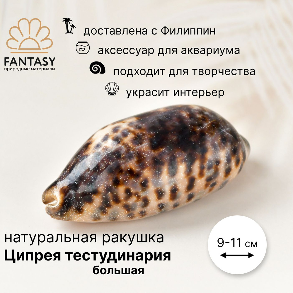 Ракушка натуральная FANTASY Ципрея тестудинария большая, 9-11 см, 1 шт.,  морская раковина