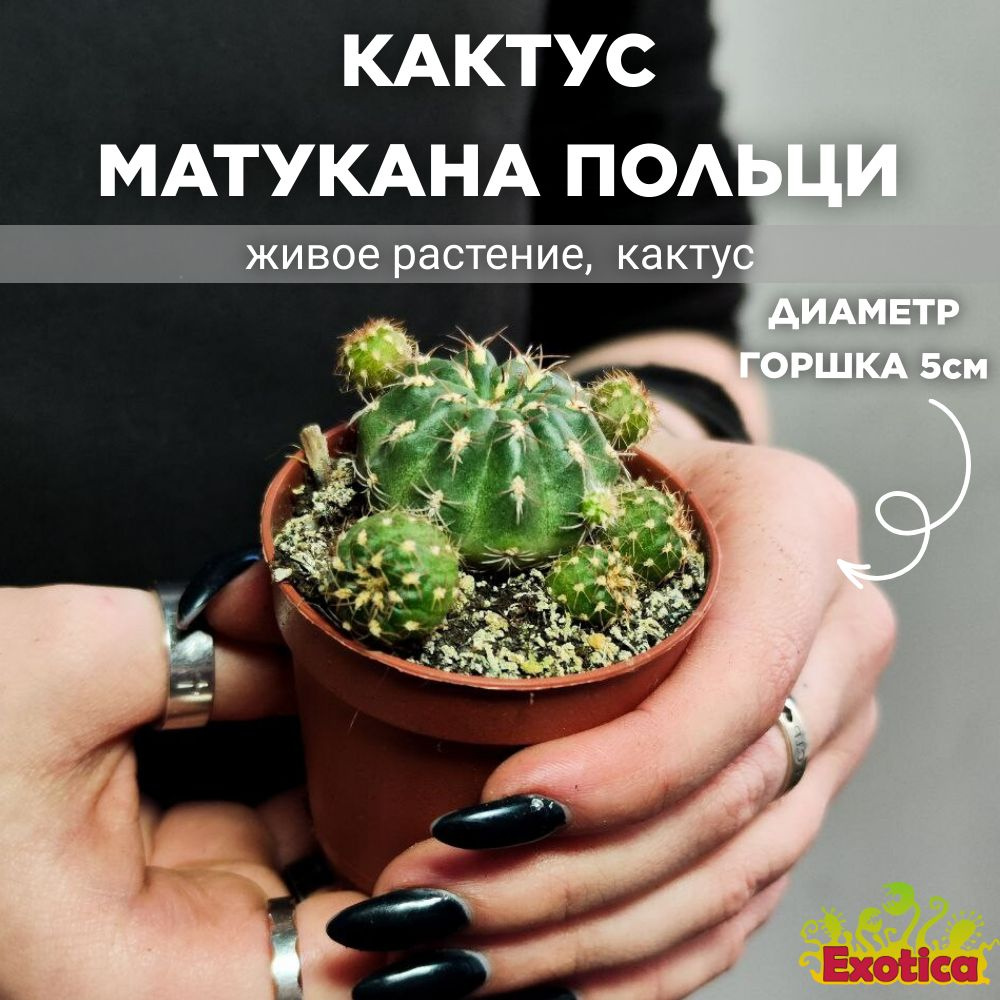 Кактус Матукана Польци (Cactus Matucana Polzii) D5см #1