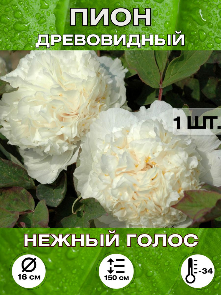 Magic Blooming Garden Семена ,1шт #1