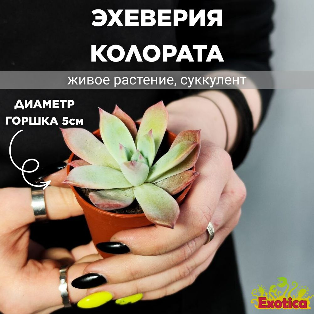 Эхеверия Колората (Echeveria Colorata) D5см #1