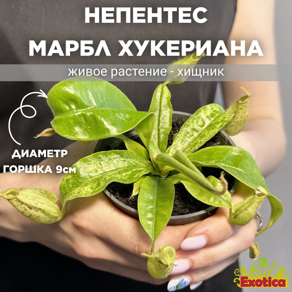 Непентес Марбл Хукериана (Nepenthes Hookeriana Marble) D9см #1