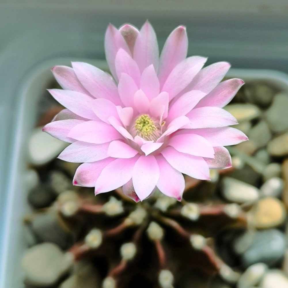 Семена Gymnocalycium mihanovichii микс -10(шт) #1