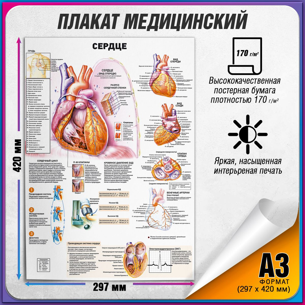 Информационный медицинский плакат "Сердце человека" / А-3 (30x42 см.)  #1