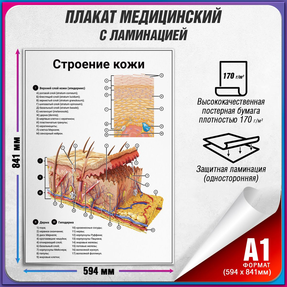 Информационный медицинский плакат "Строение кожи" / ламинированный / А-1 (60x84 см.)  #1