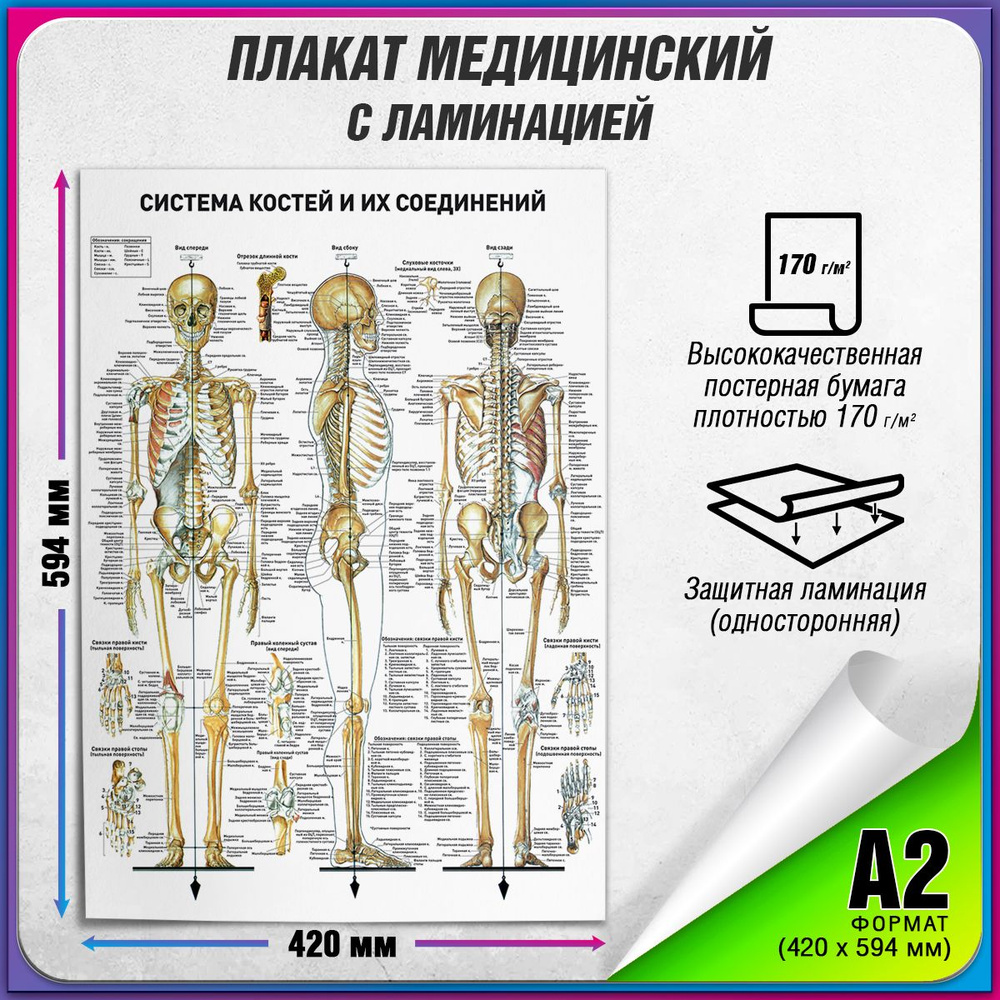 Информационный медицинский плакат "Система костей и их соединений" / ламинированный / А-2 (42x60 см.) #1