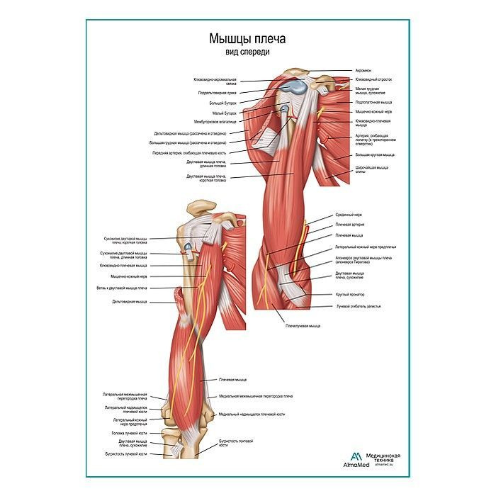 Обучающий плакат "Мышцы плеча вид спереди" из глянцевой фотобумаги размера А2+  #1
