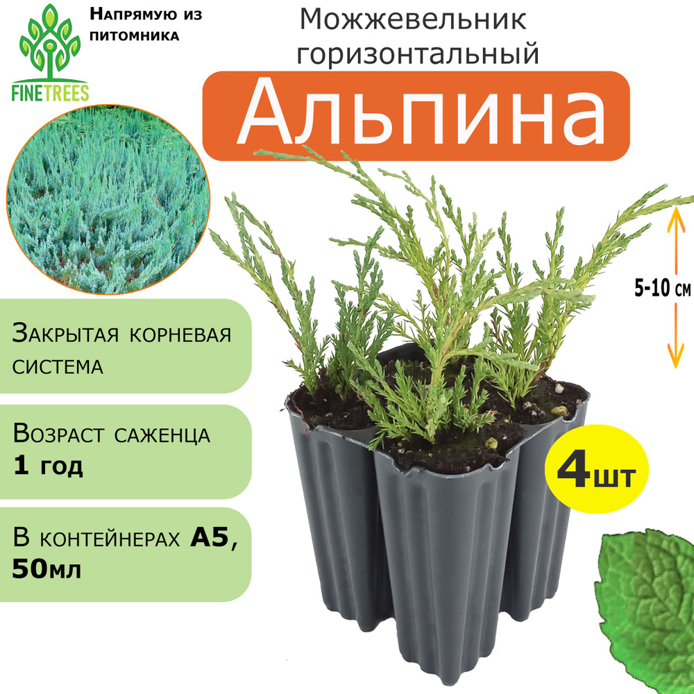 Можжевельник горизонтальный Альпина. 4 штуки, А5 (50 мл). #1