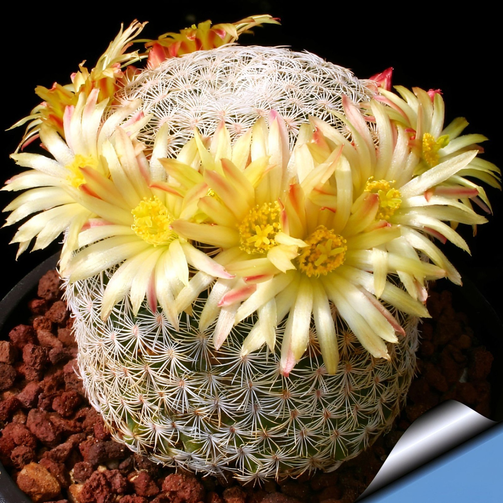 Семена Маммиллярия - Mammillaria solisioides (5 шт.) #1