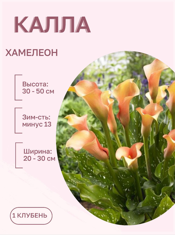 Калла клубни многолетние цветы 1 шт #1
