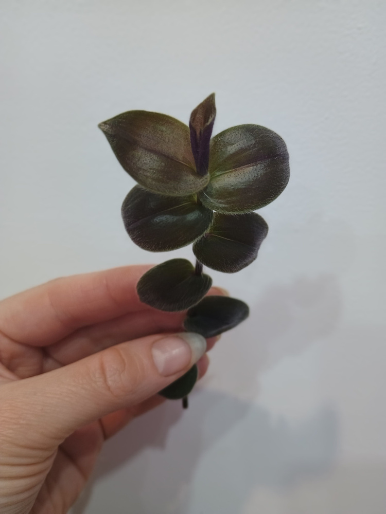 Традесканция гибазис geniculata purple plush (черенок для