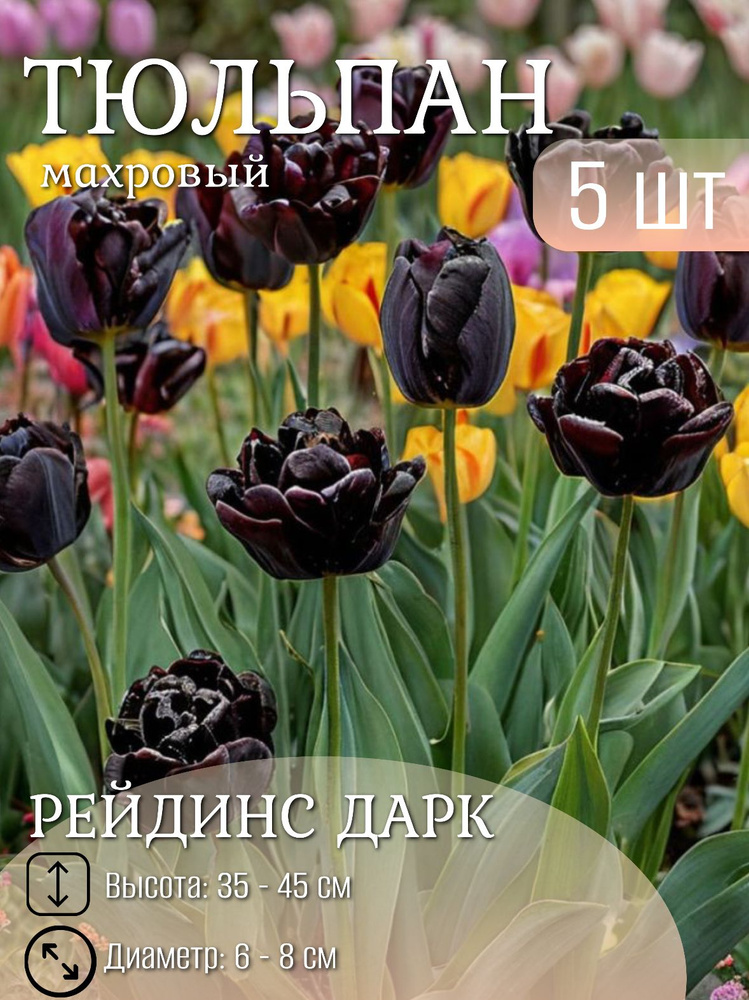 Тюльпан луковицы многолетние крупные 5 шт #1