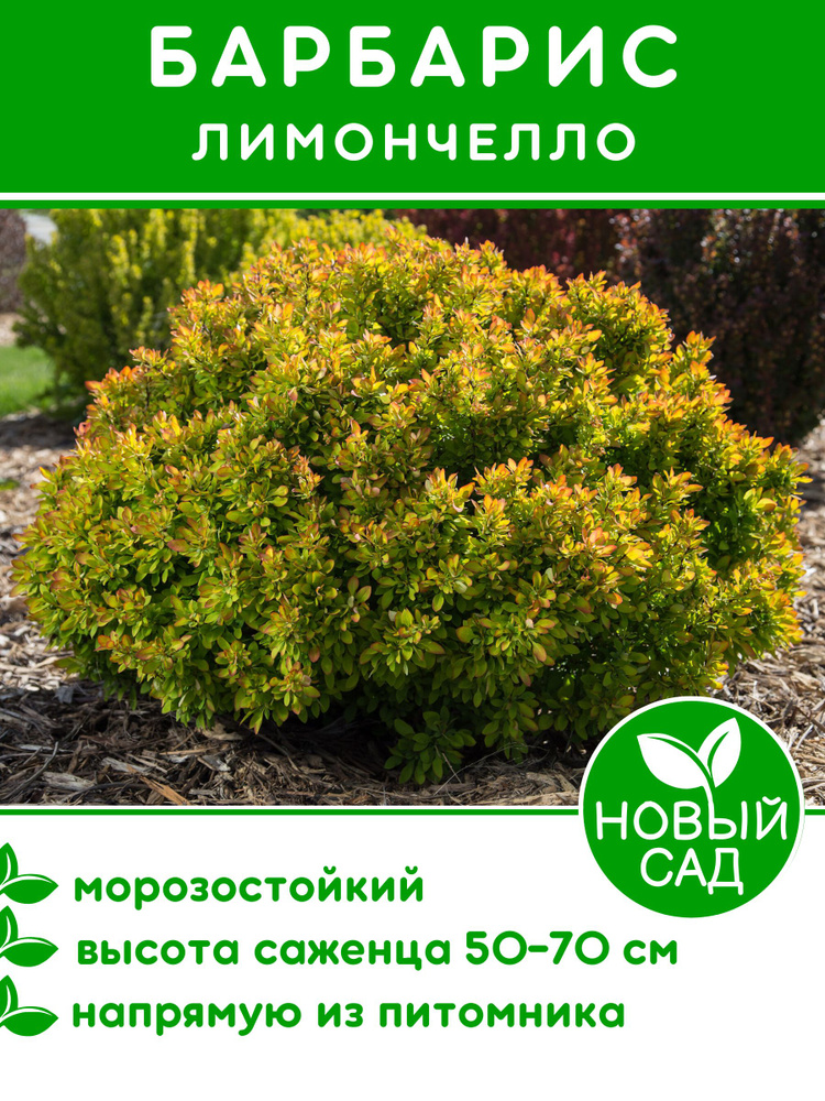 Саженец барбарис Лимончелло #1
