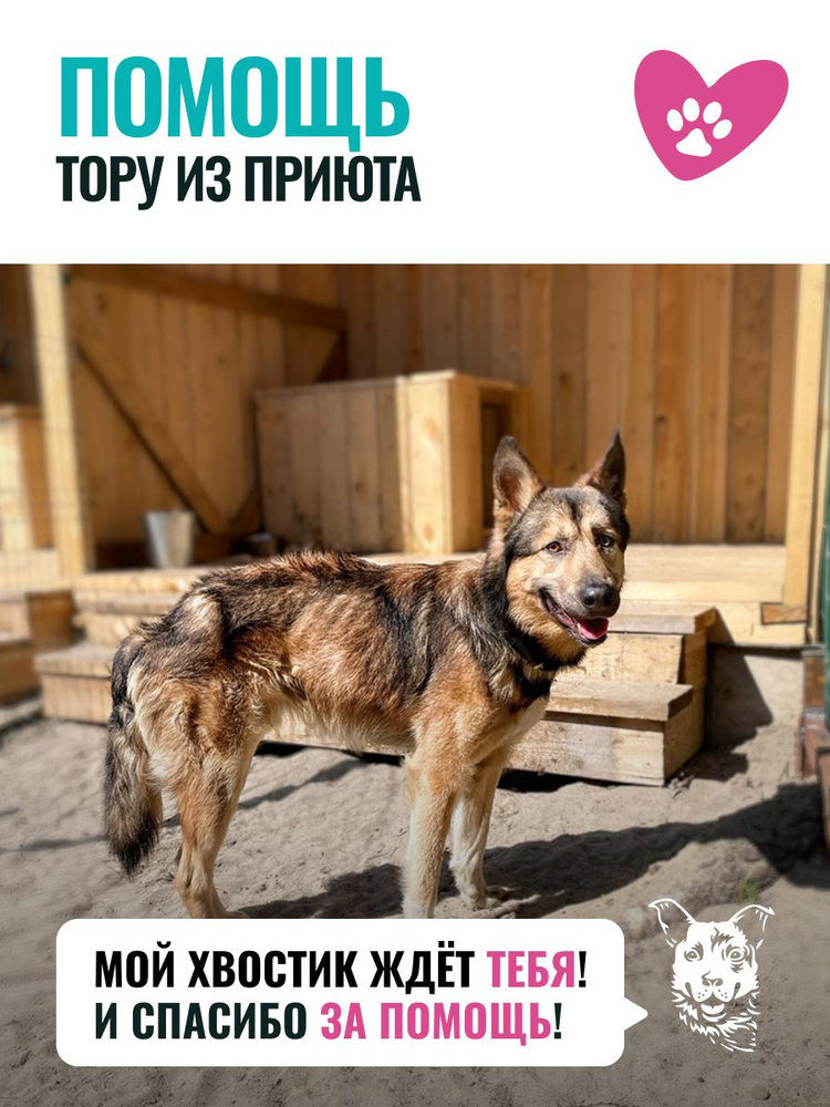 Помочь Тору найти дом #1
