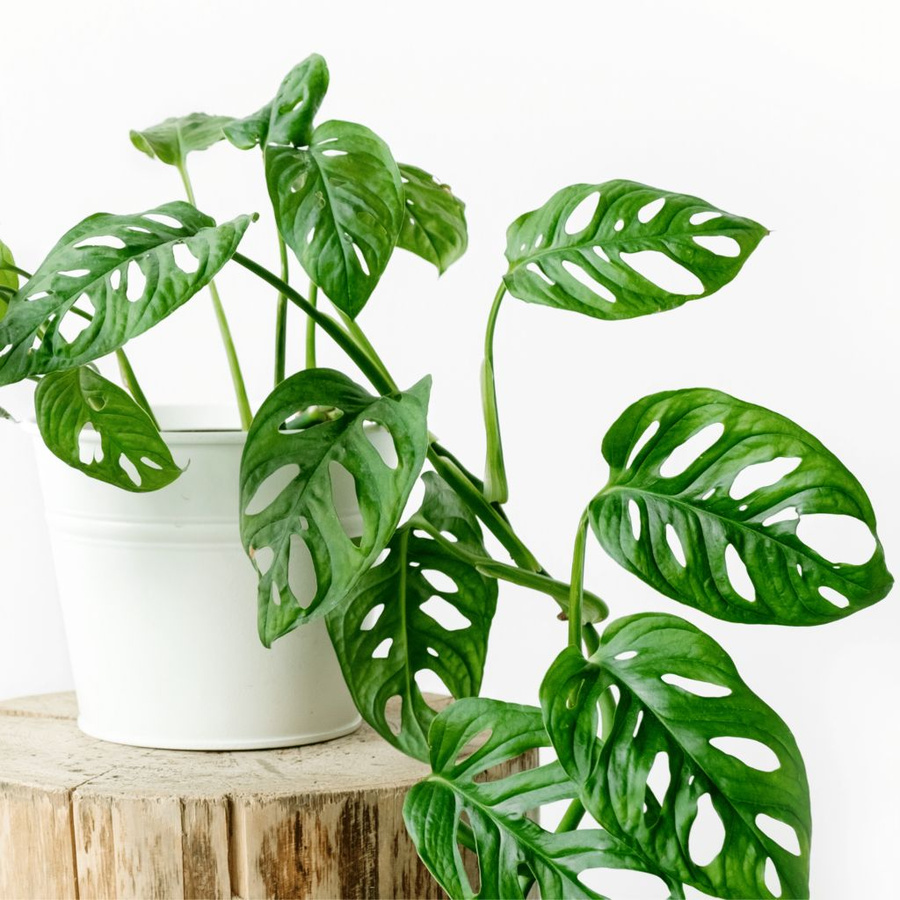 Монстера monstera