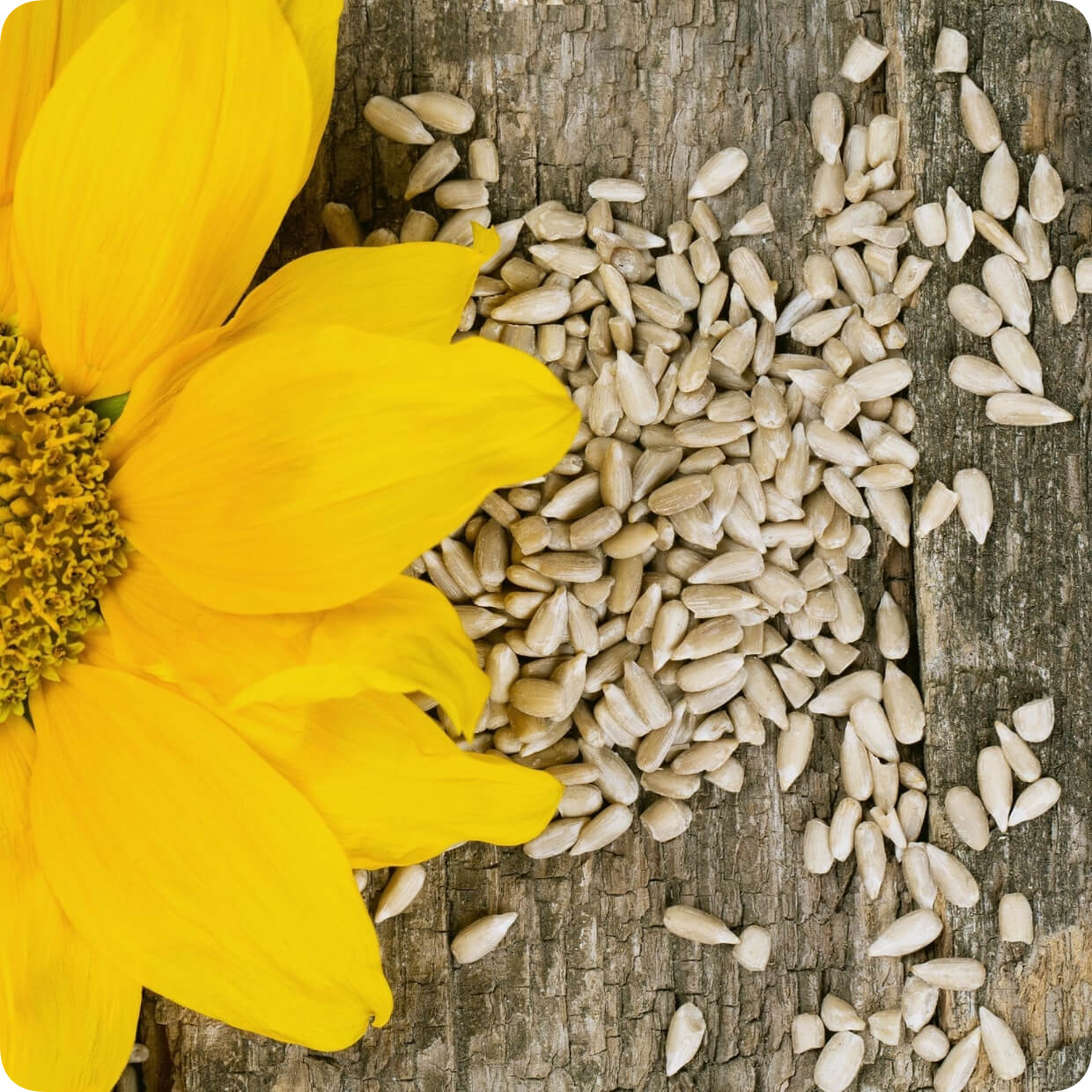 Подсолнечник жиры. Sunflower linseed. Семена подсолнечника. Семечки подсолнуха. Подсолнечные семечки.